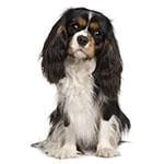calm dog breeds Cavalier King Charles Spaniel