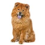 Read more about the article Top 10 calm dog breeds