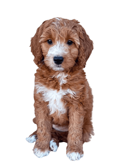 Cute golden doodle puppy