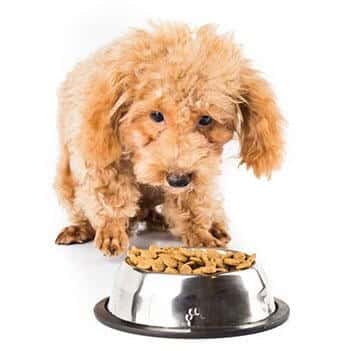 stress in dogs loss of appetite