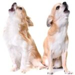 Fear in Puppies & behavior in dogs