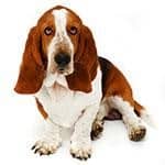 calm dog breeds basset hound