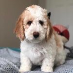 A Step-by-Step Guide to Potty Training a Goldendoodle Puppy