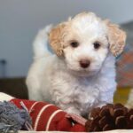 Read more about the article Grooming of Goldendoodle Puppies