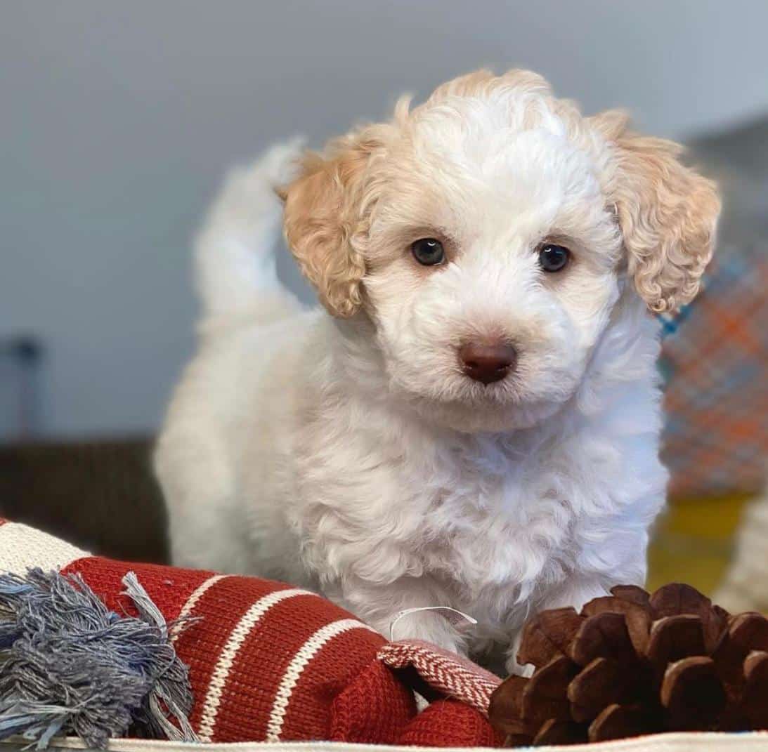 You are currently viewing Grooming of Goldendoodle Puppies