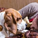 Read more about the article Separation anxiety in dogs