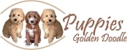 puppies golden doodle