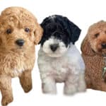 Read more about the article Healthy pet food for pets
