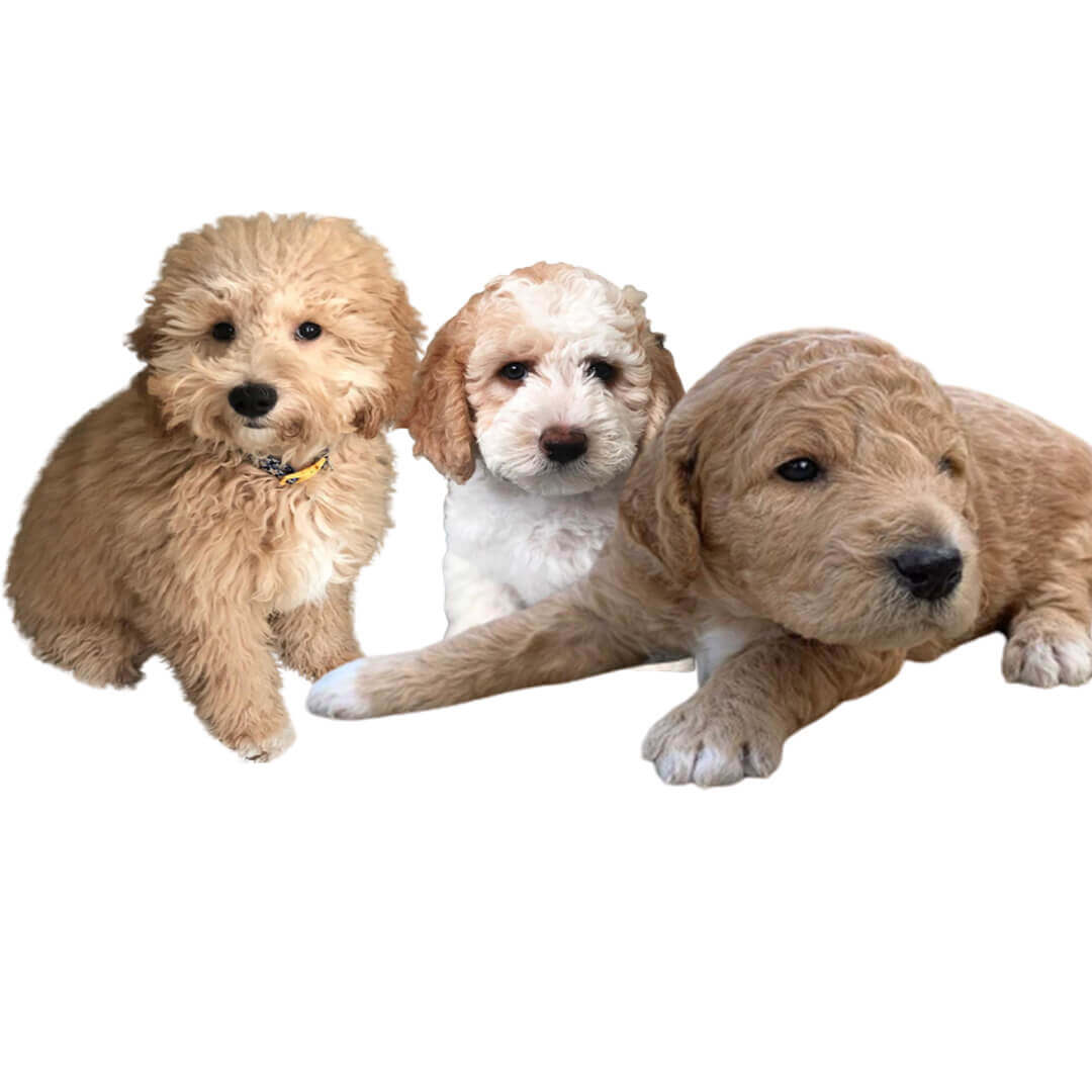 Cheap Goldendoodle Puppies For Sale | Mini Golden Retriever