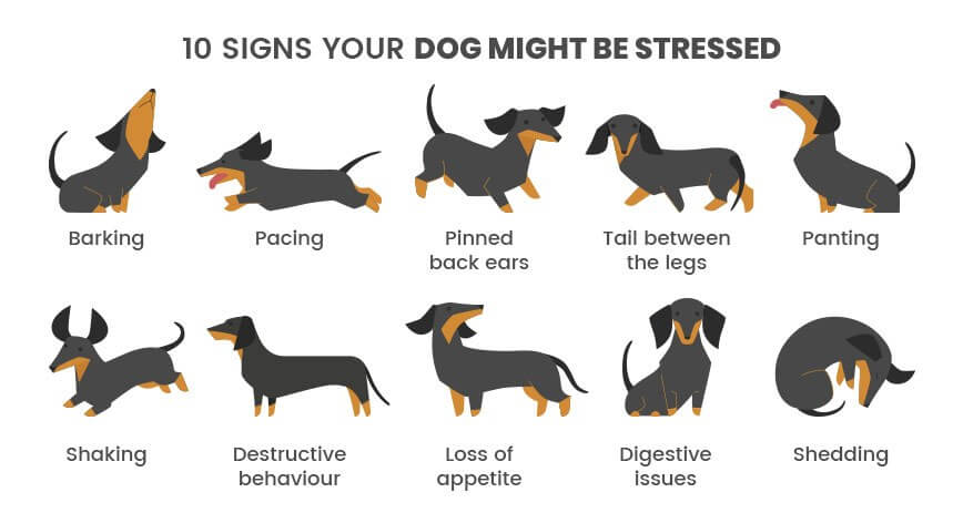 stress in dogs