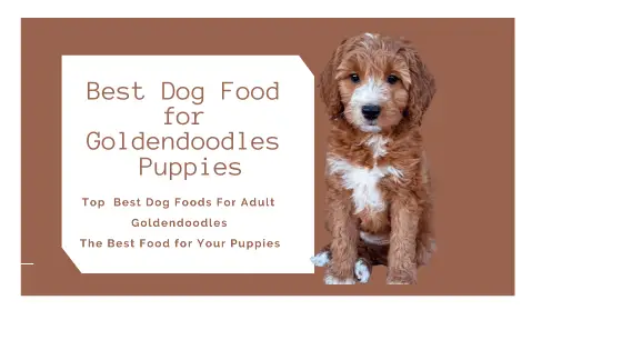 You are currently viewing Five Quick Tips Regarding Best Dog Food For Puppies Golden Doodle