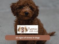 10 signs of stress in dogs