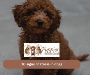 10 signs of stress in dogs