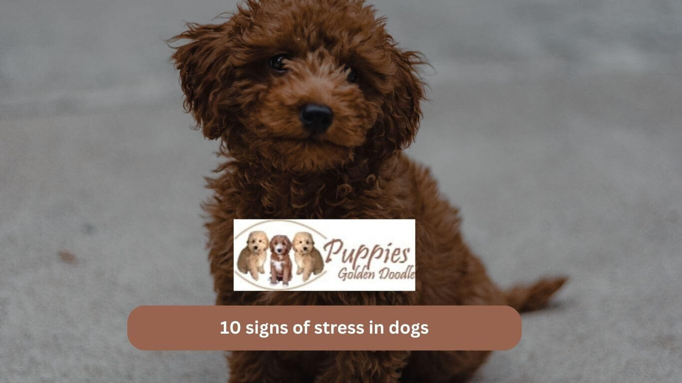 You are currently viewing 10 signs of stress in dogs