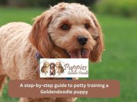 A Step-by-Step Guide to Potty Training a Goldendoodle Puppy