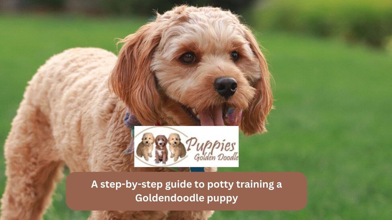 You are currently viewing A Step-by-Step Guide to Potty Training a Goldendoodle Puppy