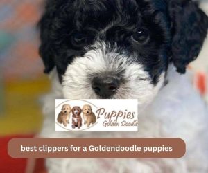 Best Clippers for a Goldendoodle Puppies: Your Comprehensive Guide