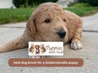Best Brush for Goldendoodle Puppies: The Ultimate Guide for a Shiny Coat
