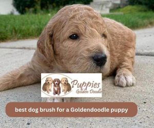 Best Brush for Goldendoodle Puppies: The Ultimate Guide for a Shiny Coat