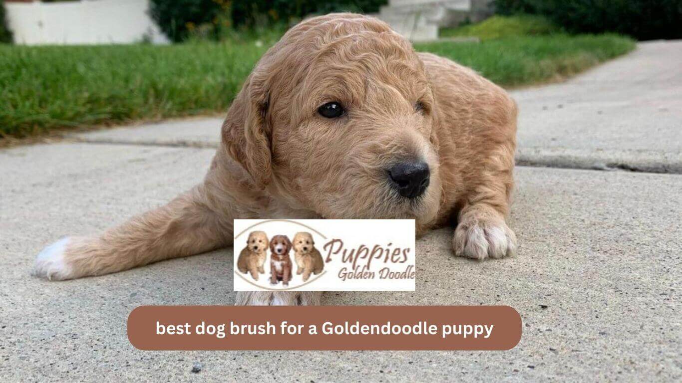 You are currently viewing Best Brush for Goldendoodle Puppies: The Ultimate Guide for a Shiny Coat