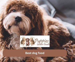 Five Quick Tips Regarding Best Dog Food For Puppies Golden Doodle