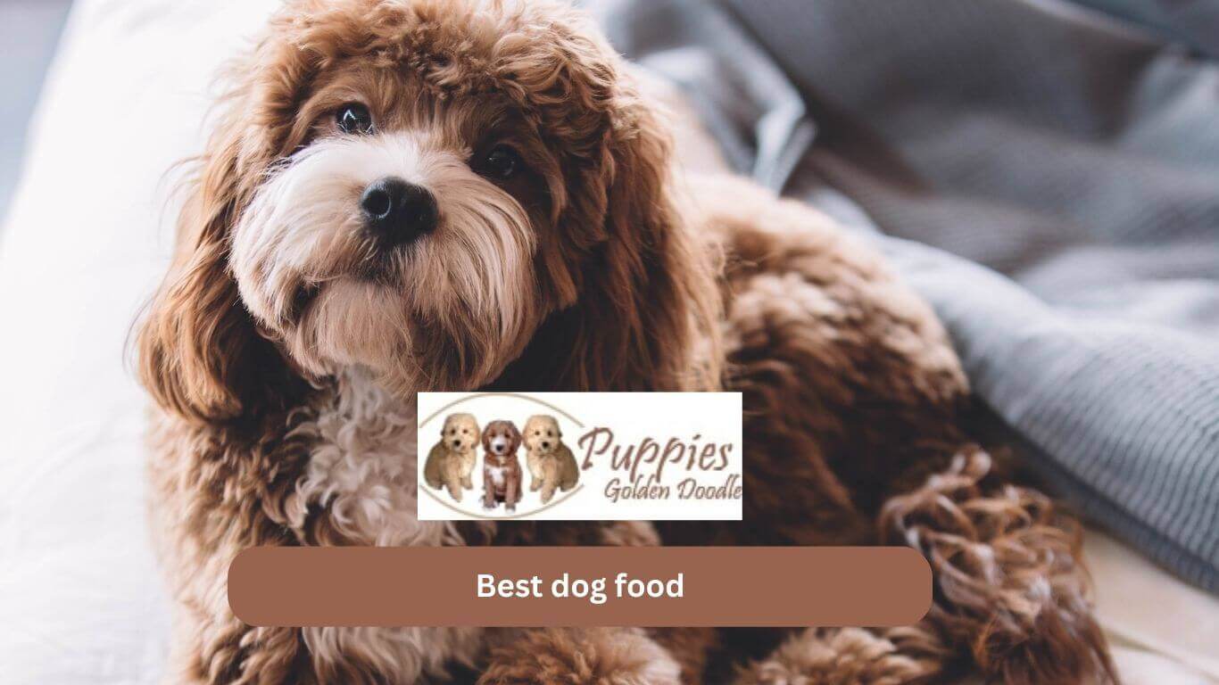 You are currently viewing Five Quick Tips Regarding Best Dog Food For Puppies Golden Doodle