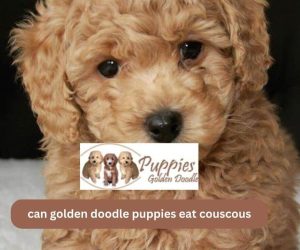 Can Golden Doodle Puppies Eat Couscous? A Guide to Feeding Your Dog.