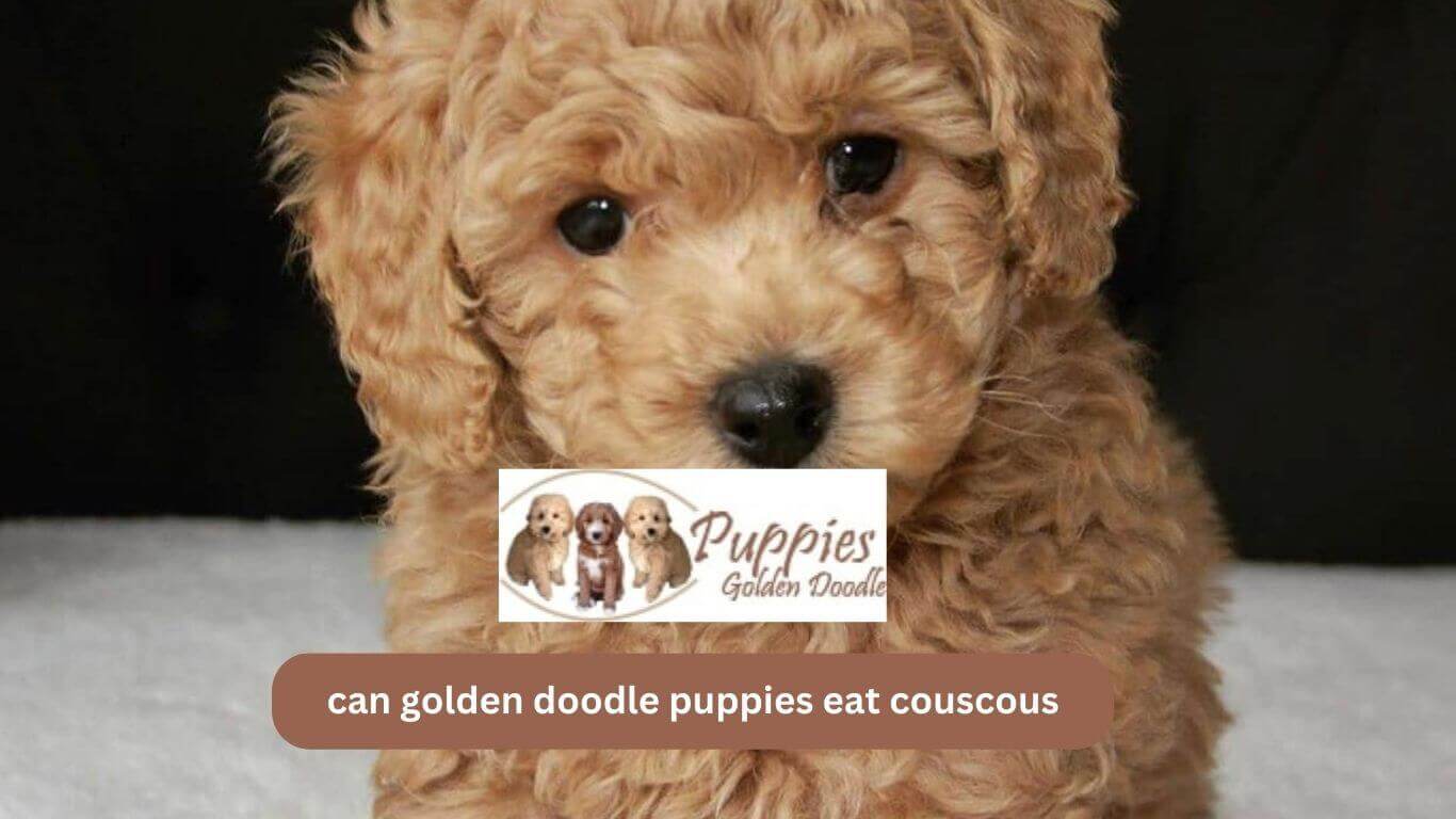You are currently viewing Can Golden Doodle Puppies Eat Couscous? A Guide to Feeding Your Dog.
