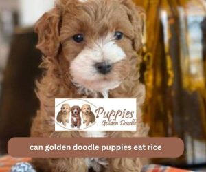 Can Golden Doodle Dogs Eat Rice ? Is Rice Good For Your Golden Doodle