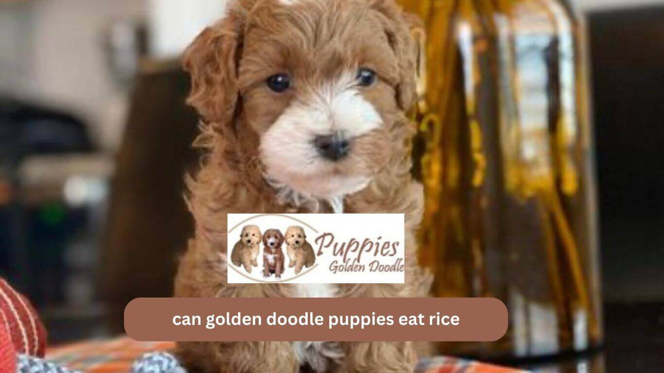 You are currently viewing Can Golden Doodle Dogs Eat Rice ? Is Rice Good For Your Golden Doodle