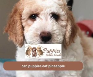 Can Golden Doodle Puppies Eat Pineapple?