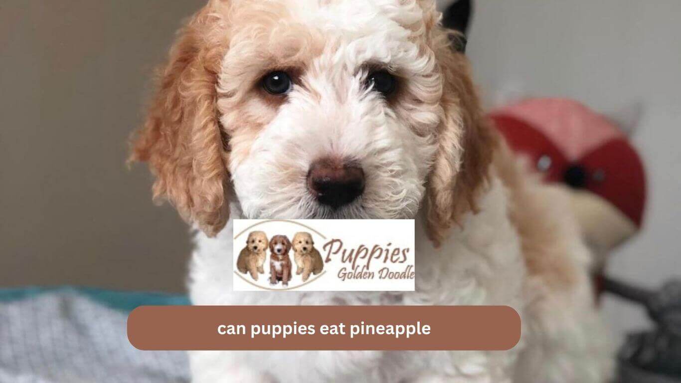 You are currently viewing Can Golden Doodle Puppies Eat Pineapple?