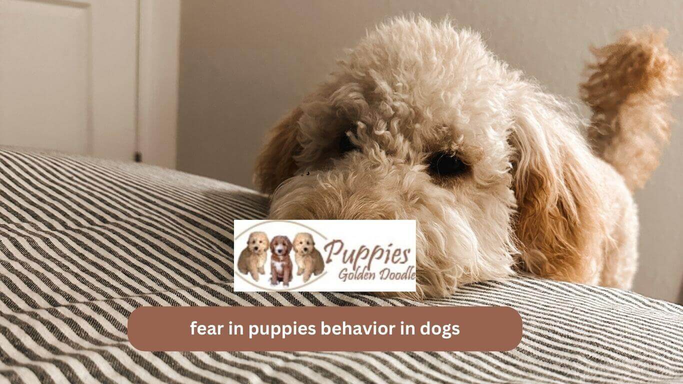 You are currently viewing Fear in Puppies & behavior in dogs