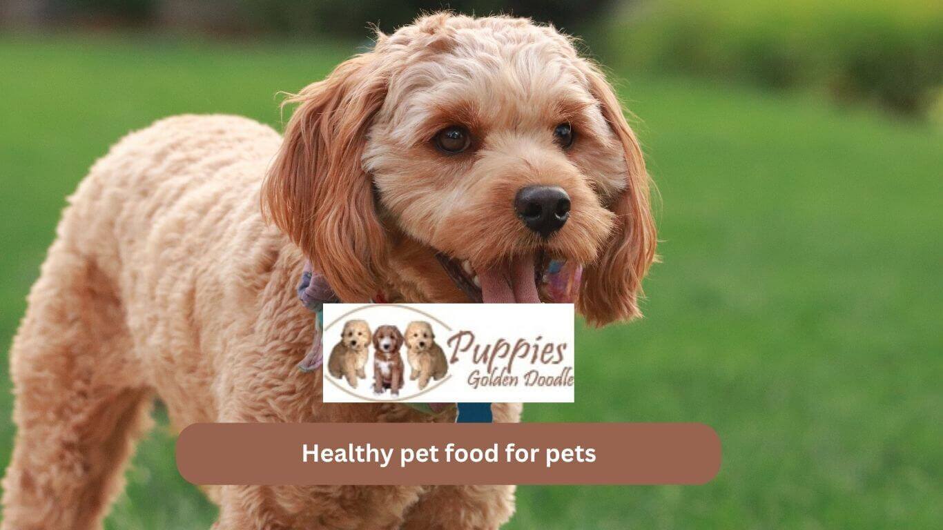 You are currently viewing Healthy pet food for pets