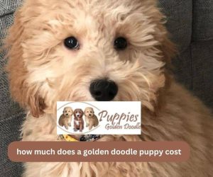 How Much Does a Golden Doodle Puppy Cost? Your Ultimate Guide to Pricing