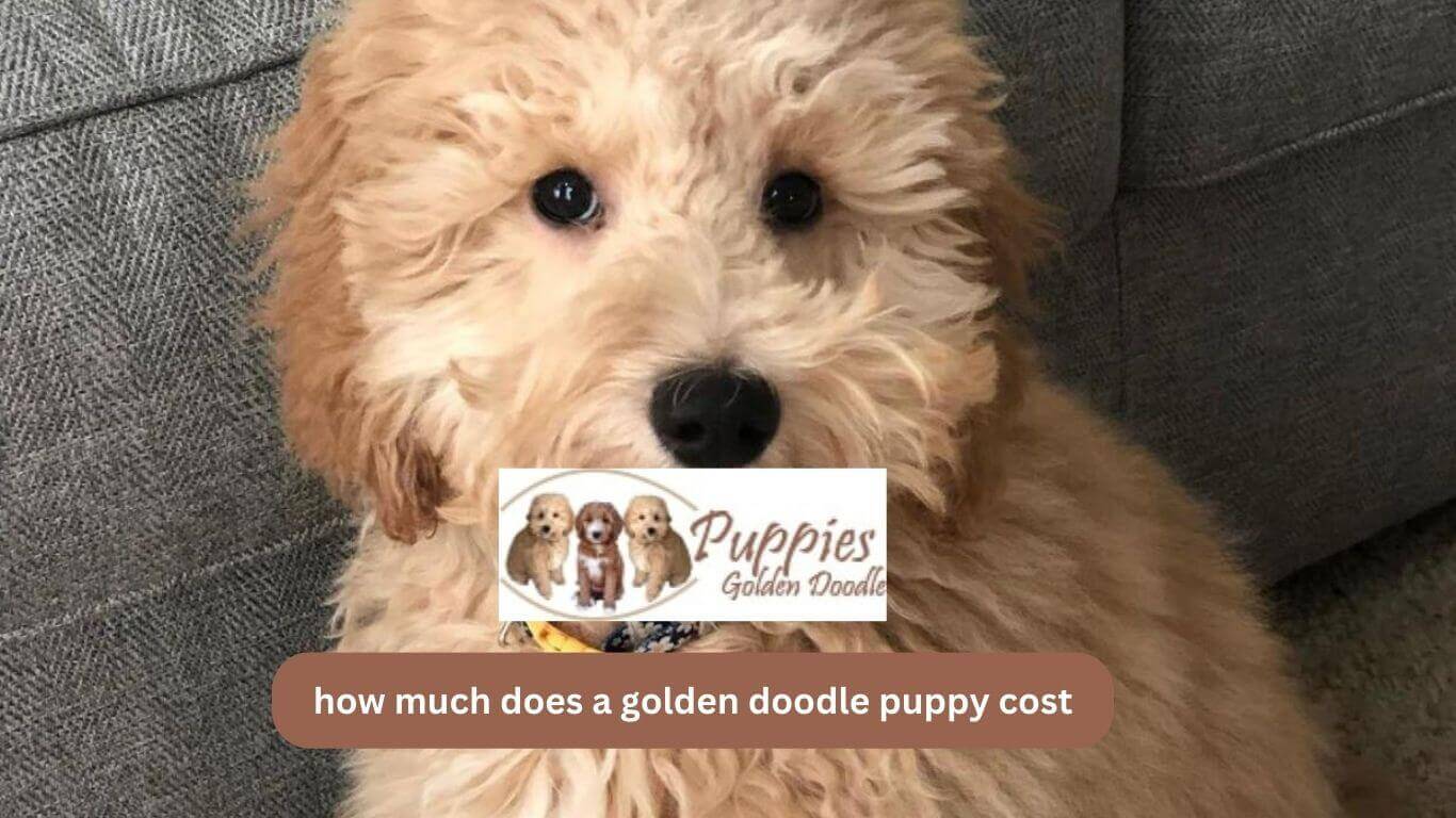 You are currently viewing How Much Does a Golden Doodle Puppy Cost? Your Ultimate Guide to Pricing