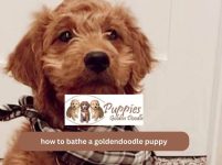 How to Bathe a Goldendoodle Puppy: A Comprehensive Guide
