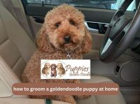How to Groom a Goldendoodle Puppy at Home