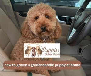 Grooming of Goldendoodle Puppies