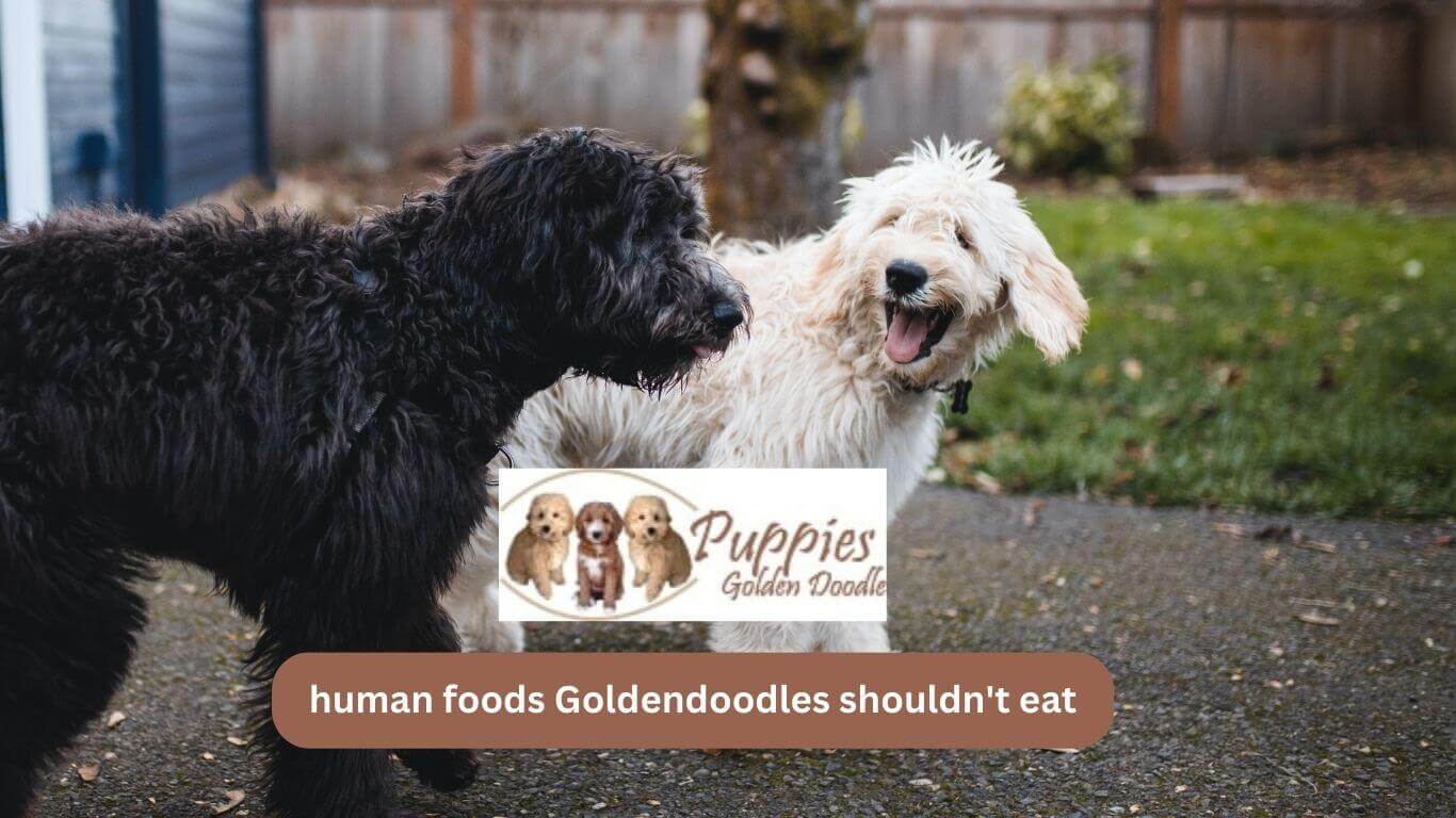 You are currently viewing HUMAN FOODS GOLDENDOODLES SHOULDN’T EAT
