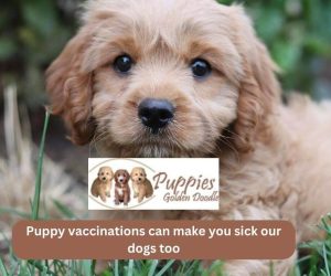 Vaccinations can make you sick – our dogs too