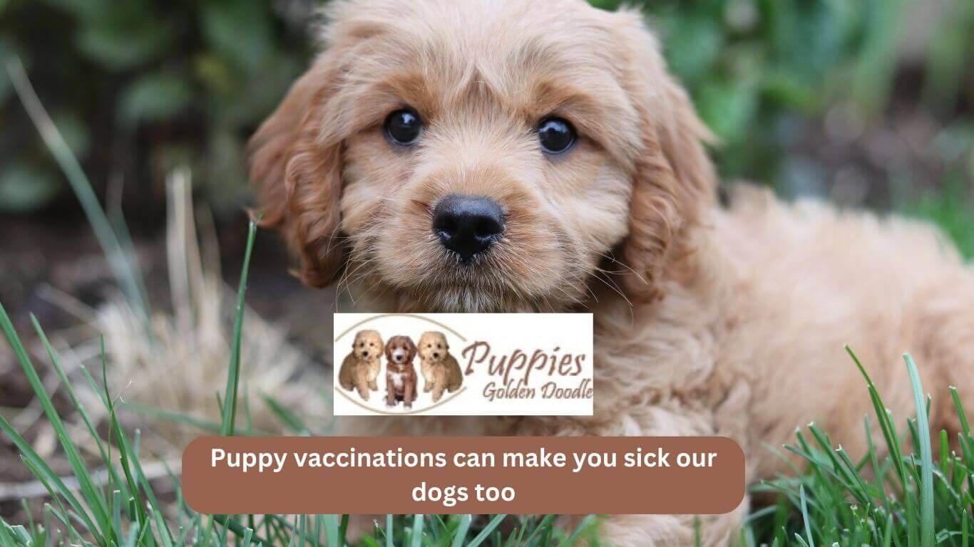 You are currently viewing Vaccinations can make you sick – our dogs too