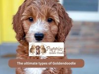 The Ultimate Types of Goldendoodle Guide: Choosing the Perfect Companion