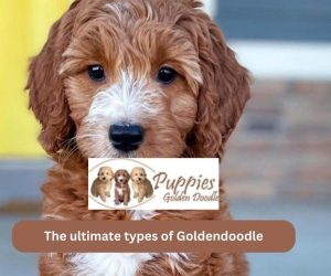 The Ultimate Types of Goldendoodle Guide: Choosing the Perfect Companion