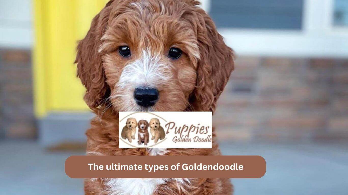 You are currently viewing The Ultimate Types of Goldendoodle Guide: Choosing the Perfect Companion