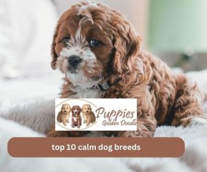 Top 10 calm dog breeds