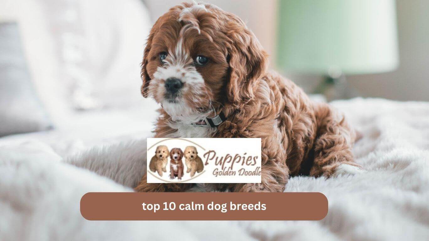 You are currently viewing Top 10 calm dog breeds