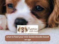 What To Feed Your Mini Goldendoodle Based on Age?