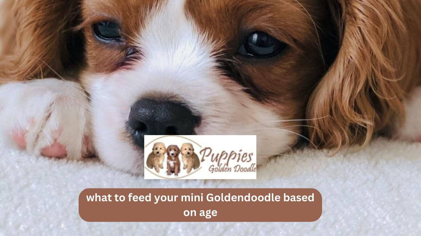 You are currently viewing What To Feed Your Mini Goldendoodle Based on Age?