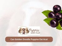 Can Golden Doodle Puppies Eat Acai? A Nutritional Guide for Your Furry Friend